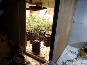 Polisi Gerebek Rumah Budidaya Ganja di Cilengkrang Bandung