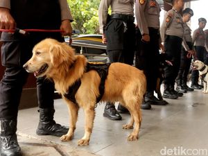 Sahabat Sehidup Semisi, Kisah Kesetiaan Polisi Satwa dan Anjing Pelacak Sahabat Sehidup Semisi, Kisah Kesetiaan Polisi Satwa dan Anjing Pelacak