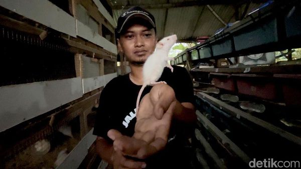 Budidaya Tikus Putih di Mojokerto