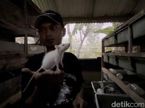 Video Cerita Banting Setir Karyawan Swasta Jadi Peternak Tikus Putih Video Cerita Banting Setir Karyawan Swasta Jadi Peternak Tikus Putih