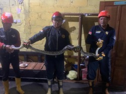 Sempat Berontak, Ular Sanca 3 Meter Dievakuasi dari Warung di Kalasan Sleman