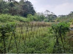 Lahan Sitaan 1,6 Hektare Milik Benny Tjokro Dilelang, Laku Rp 600 Juta Lahan Sitaan 1,6 Hektare Milik Benny Tjokro Dilelang, Laku Rp 600 Juta