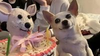 Foto-foto Hewan Ini Lucu Banget, Ada Aja Kelakuannya