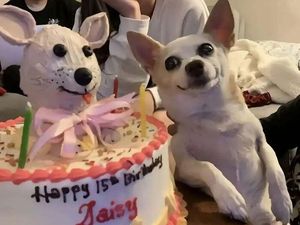 Foto-foto Hewan Ini Lucu Banget, Ada Aja Kelakuannya