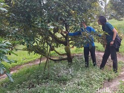 Cobain Deh Petik Durian Langsung dari Pohonnya
