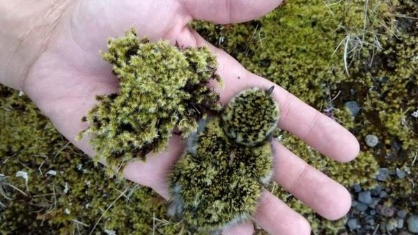 Potret Hewan Ketika Berkamuflase, Awas Bikin Mata Siwer