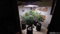 Penampakan Kebun Ganja Mini dalam Rumah di Bandung