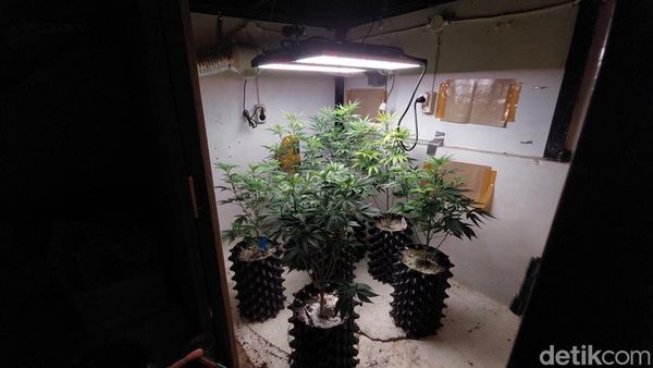 Penampakan Kebun Ganja Mini dalam Rumah di Bandung
