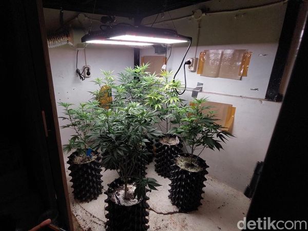 Penampakan Kebun Ganja Mini dalam Rumah di Bandung
