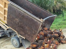 2 Ninja Sawit di Kuansing Dibekuk, Beraksi Malam Hari Modal Senter dan Dodos