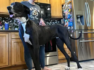 Anjing Tertinggi Dunia Kevin, Mati Sehari Setelah Pecahkan Rekor Anjing Tertinggi Dunia Kevin, Mati Sehari Setelah Pecahkan Rekor