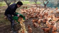 Kala Ayam-ayam Pensiunan Merevitalisasi Kebun Zaitun hingga Kelola Limbah
