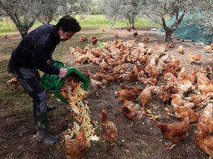 Kala Ayam-ayam Pensiunan Merevitalisasi Kebun Zaitun hingga Kelola Limbah