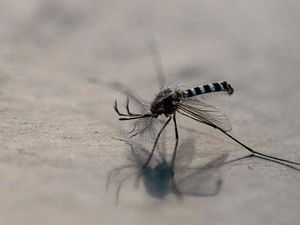 Video: Masyarakat Diimbau Waspada DBD, Terutama Terhadap Genangan Air Video: Masyarakat Diimbau Waspada DBD, Terutama Terhadap Genangan Air