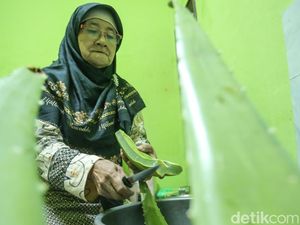 Lidah Buaya dari Jaktim Diolah Jadi Makanan-Herbal, Tembus ke Turki Lidah Buaya dari Jaktim Diolah Jadi Makanan-Herbal, Tembus ke Turki