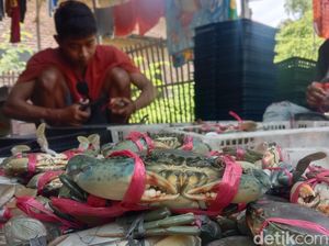 Kepiting Soka dan Setitik Cahaya bagi Nelayan Indramayu Menuju Sejahtera Kepiting Soka dan Setitik Cahaya bagi Nelayan Indramayu Menuju Sejahtera