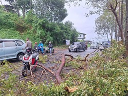 Wanita Pengendara Motor di Manggarai Tertimpa Pohon Tumbang