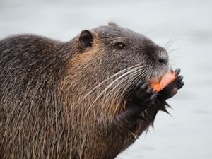 5 Bahaya Gigitan Berang-berang Bagi Manusia dan Cara Menanganinya