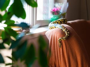 Bukan Langsung Dibunuh, Ini Cara Rasulullah Menyikapi Ular di Rumah Bukan Langsung Dibunuh, Ini Cara Rasulullah Menyikapi Ular di Rumah