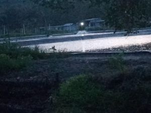 Tambak Udang Kembali Beroperasi di Karimunjawa, Camat Minta Disetop Tambak Udang Kembali Beroperasi di Karimunjawa, Camat Minta Disetop