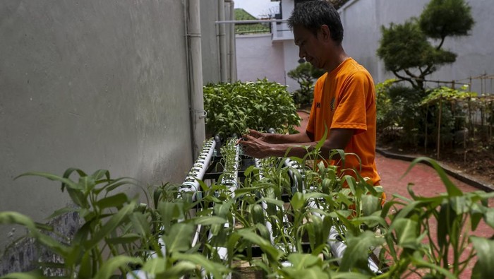 12.146 Napi Ikut Ketahanan Pangan di Lapas, Premi Capai Rp 902 Juta di 2025