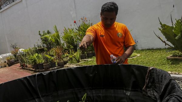 Melihat Warga Binaan Budi Daya Sayur dan Ikan di Rutan Serang