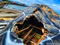 Terungkap! Alasan Patung Penyu di Sukabumi Pakai Kardus-Bambu