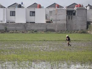 Menteri Ara: Jangan Bangun Lahan Perumahan di Atas Sawah Menteri Ara: Jangan Bangun Lahan Perumahan di Atas Sawah