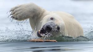 Karya Jawara The World Nature Photographer of The Year 2025 Pukau Mata