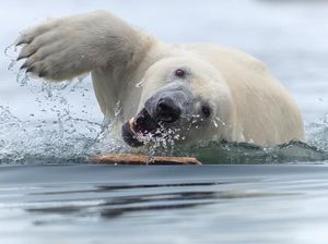 Karya Jawara The World Nature Photographer of The Year 2025 Pukau Mata
