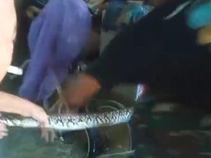 5 Ular Terbawa Banjir Masuk ke Rumah Warga hingga Sekolah TK di Gresik