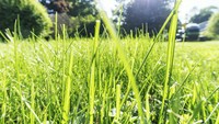 Mengapa Makan Rumput Ide Buruk bagi Manusia tapi Tidak Buat Sapi?