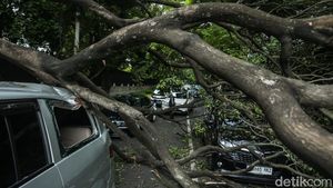 Bruk! 3 Mobil Ringsek Tertimpa Pohon Tumbang di Jakpus