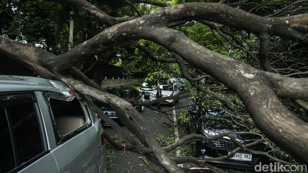 Bruk! 3 Mobil Ringsek Tertimpa Pohon Tumbang di Jakpus