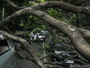 Bruk! 3 Mobil Ringsek Tertimpa Pohon Tumbang di Jakpus