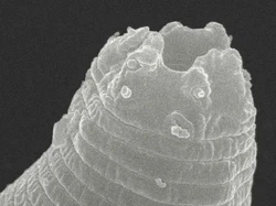 Luar Biasa! Cacing Beku Hidup Lagi Setelah 46 Ribu Tahun