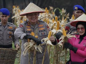 Polda Riau Sukses Panen 156 Ton usai Sulap Lahan Tidur jadi Kebun Jagung