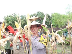 Polisi di Bojonegoro Panen Raya Jagung Dukung Ketahanan Pangan
