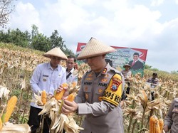 Polisi-Forkopimda hingga Petani Panen Raya Jagung Serentak di Lamongan