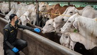 RI Impor Sapi & Daging Australia, Segini Jumlahnya