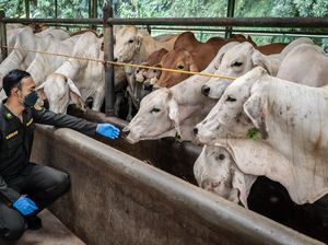 RI Buka Keran Impor 184 Ribu Ekor Sapi dari Australia-Brasil RI Buka Keran Impor 184 Ribu Ekor Sapi dari Australia-Brasil