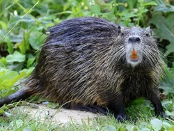 Warga AS Diminta Bantu Jaga Lingkungan dengan Konsumsi Tikus Raksasa