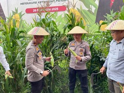 Polres Batu Panen 45 Ton Jagung Dukung Ketahanan Pangan