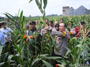 Polresta Malang Kota Panen Raya Varietas Jagung Unggulan