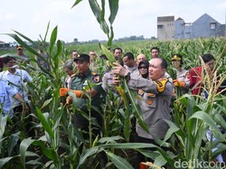 Polresta Malang Kota Panen Raya Varietas Jagung Unggulan