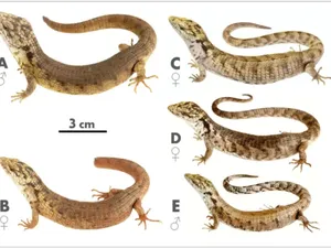 Spesies Reptil Baru Ditemukan! Mirip Buaya, Tinggal di Pohon