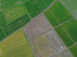 Langkah Besar Gapai Swasembada Pangan demi Rakyat-Petani Sejahtera