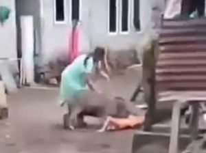 Kronologi Ibu dan Anak di Ternate Luka-luka Diseruduk Babi Hutan Kronologi Ibu dan Anak di Ternate Luka-luka Diseruduk Babi Hutan