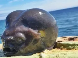 Ikan Laut Dalam Mirip Alien Tak Sengaja Tertangkap Nelayan