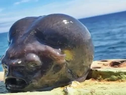 Unik, Ikan Laut Dalam Ini Bentuknya Mirip Kepala Alien